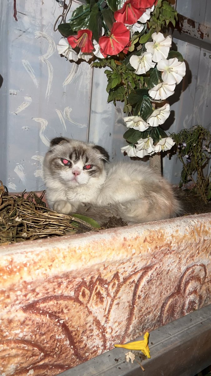 ربما خلق الله الحيوانات غير قابلين للتحدث ليظهر ان الحب❤️🐈