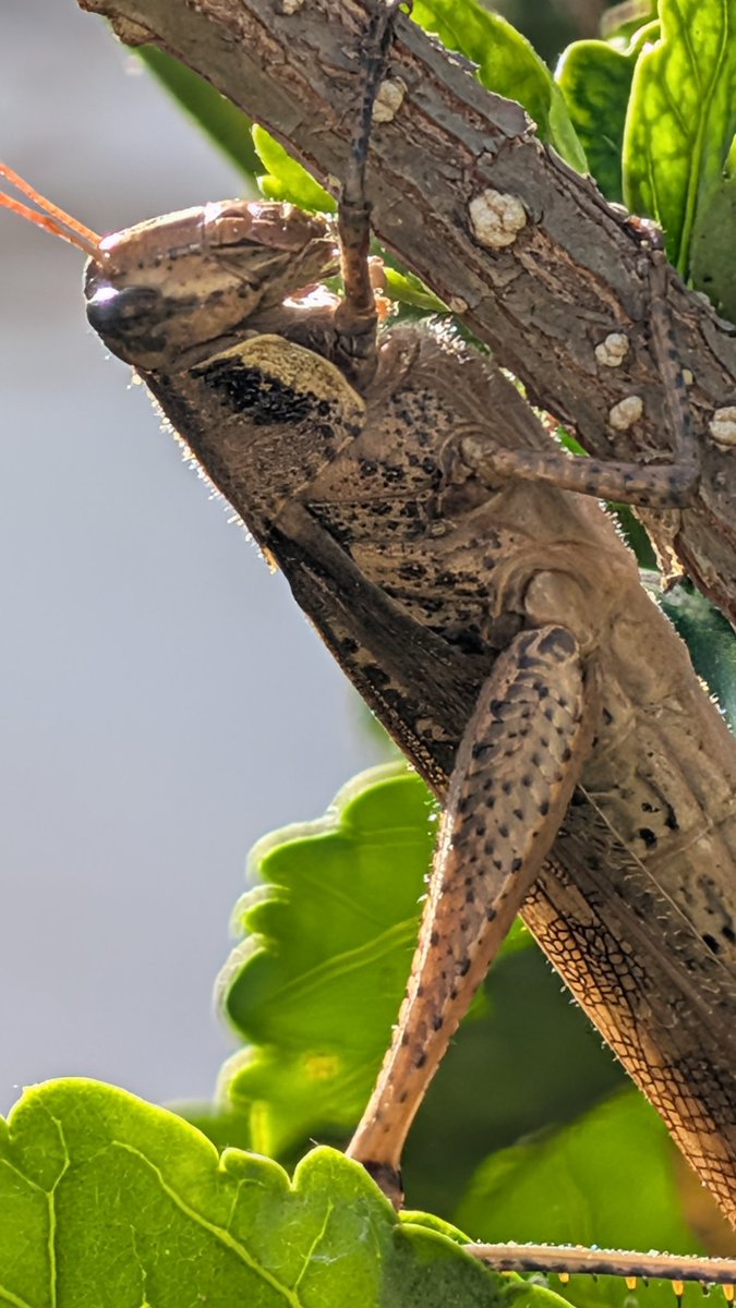 _RingoMar's tweet image. Shot on the Pixel 10 Pro.