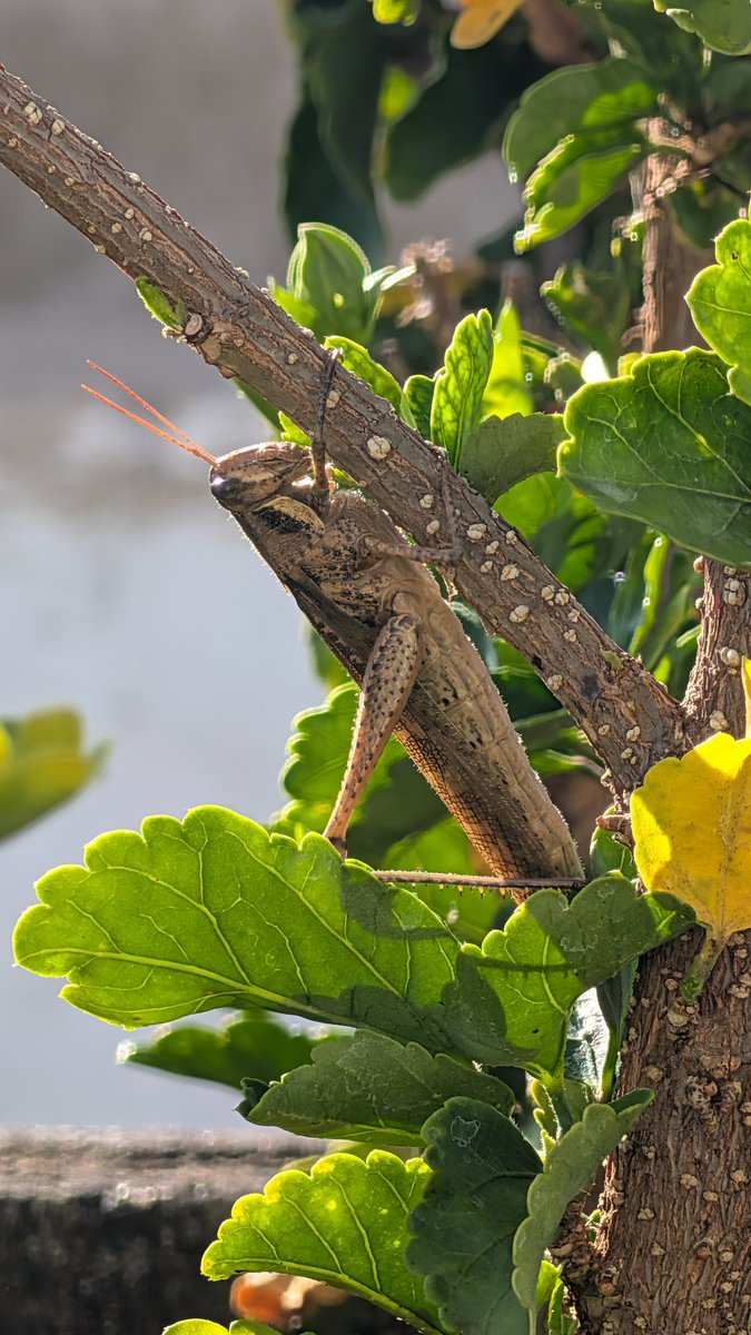 _RingoMar's tweet image. Shot on the Pixel 10 Pro.