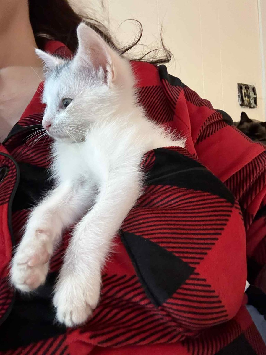 Buttons10's tweet image. As I have 22 Cats, I will post Mickey, I found him abandoned on the side of a road 3 weeks ago, as you can see he has settled in just fine and still fits in my pocket 😍😍 #nationalcatday