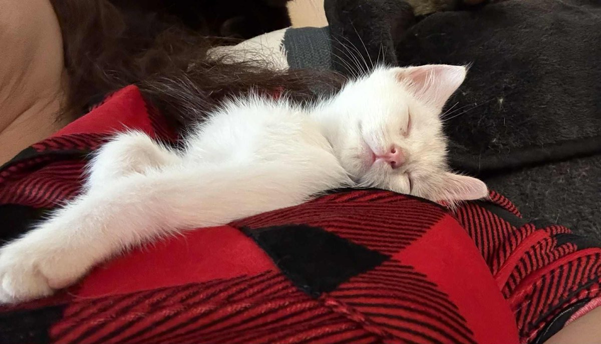 Buttons10's tweet image. As I have 22 Cats, I will post Mickey, I found him abandoned on the side of a road 3 weeks ago, as you can see he has settled in just fine and still fits in my pocket 😍😍 #nationalcatday