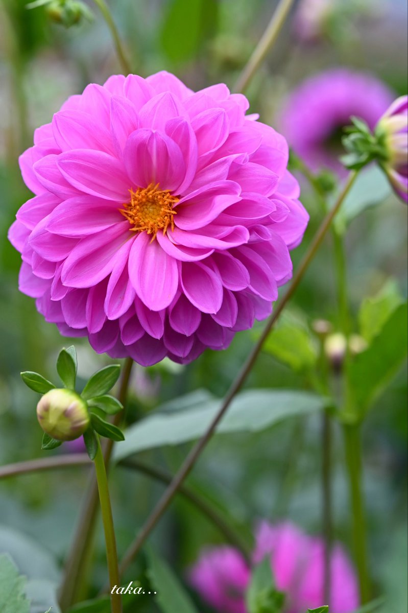 ❤️ S.U.N ☻さま❤️ 白砂(ㅅ´꒳` ) on X