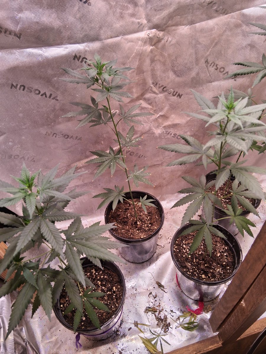 Got 1 almost hitting end of flower and currently got the clones chilling . . . . I just topped 3 of them.