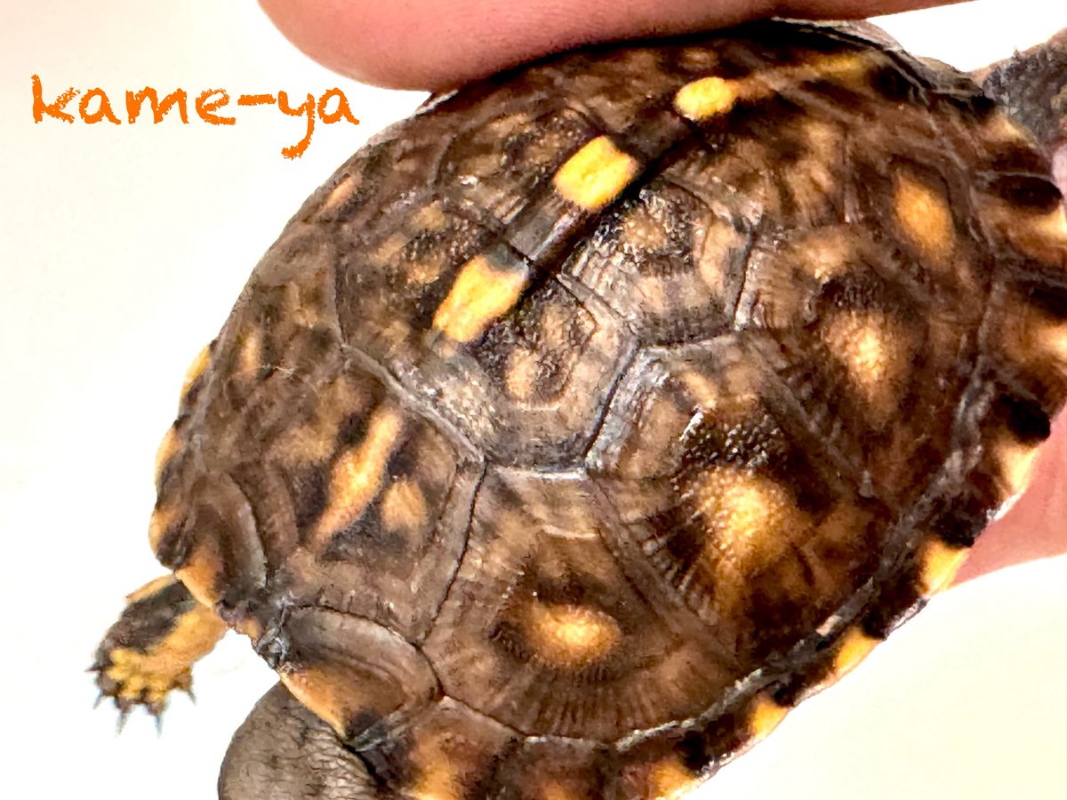 まある❁.* ダースモール血統ですが現時点ではイエロー系に見えますね！ ただ成長