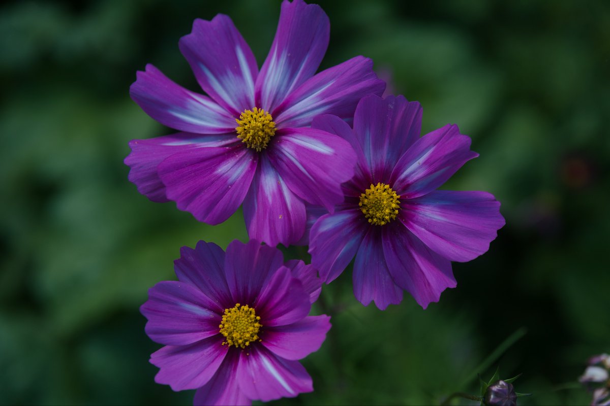 【帯付き】ことぶき光 『mosaic via post』　レア　希少 モザイクヴィアポスト mosaic via post ことぶき光の通販 by