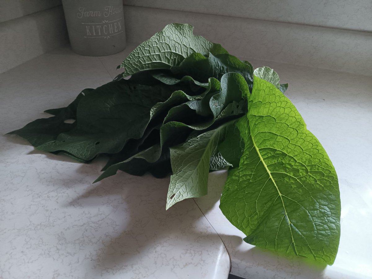 ArterialBooks's tweet photo. Some tweaky medial knee pain.  Comfrey for the save.  The photons of light passing through the leaf on the right is a bonus. https://t.co/LG1FqsSVkk