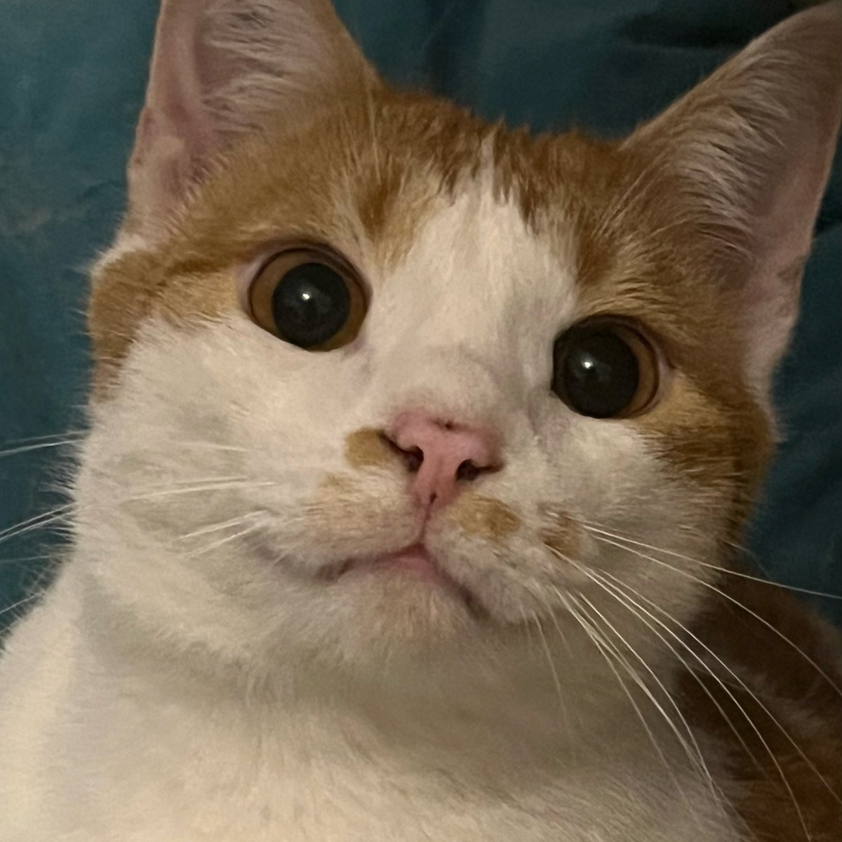 Please help me take care of my cat, he is the only one I have...
ko-fi.com/alyanneeveezee