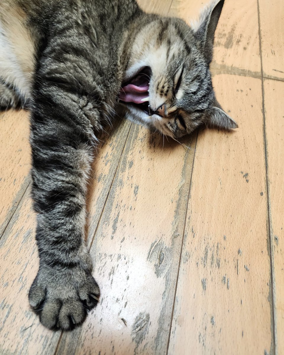 ashinagamanbibi's tweet image. ラグ替え、見守るだけで疲れたにゃ💤
働くみんなも、おつかれさま✨

#ビビひとこと言わせて #猫あるある #癒しの夜