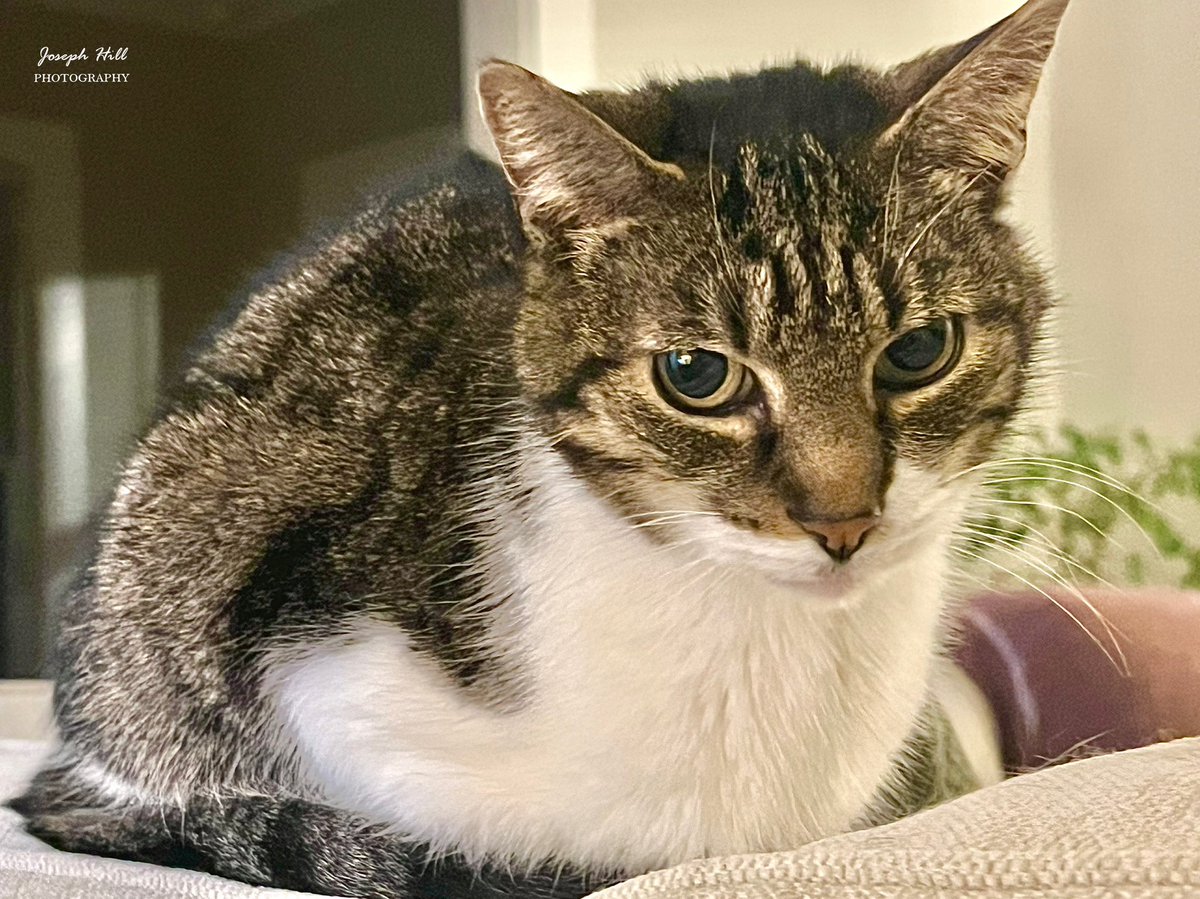 JosephHill3794's tweet photo. "Happy #NationalCatDay🐱", from Tony!🐱

Photo By: Joseph Hill🙂📸🐱

#Cat🐱 
#CatPose🐱
#CatLife🐱
#CatsOfTwitter🐱
#SouthernPinesNC https://t.co/MLpuRCoG5R