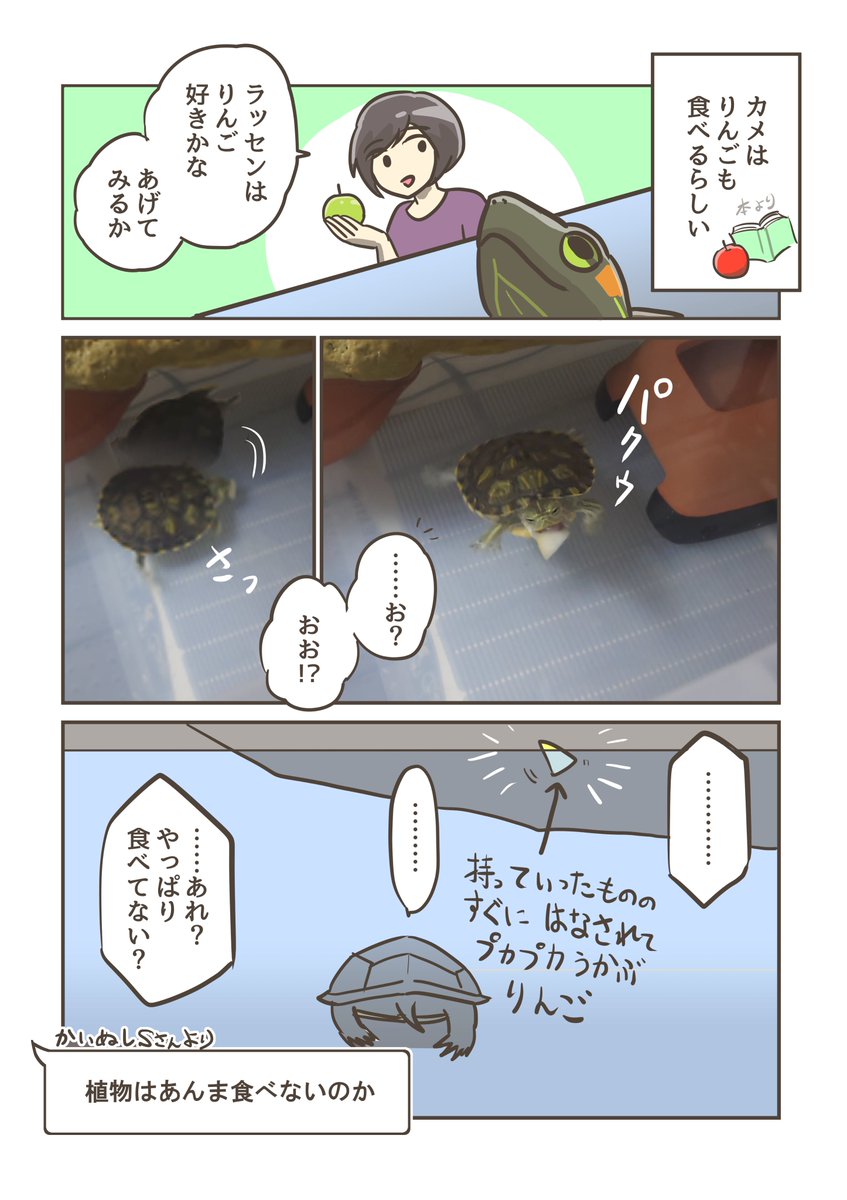 みなさんはりんごお好きですか? #カメのあずかりレポ漫画 