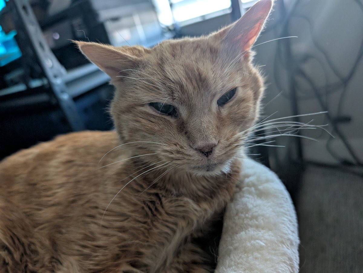 MagesRookVT's tweet photo. I accidentally woke her up when I sat down for a meeting.

#BadCatDad https://t.co/bHtLyKADk1