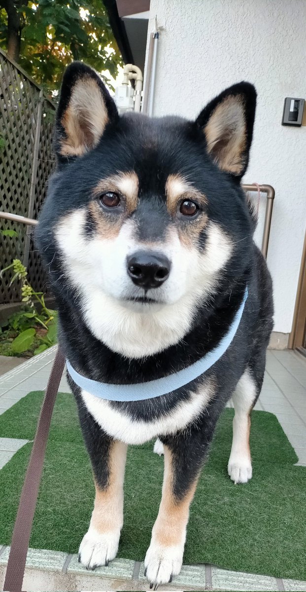 まめたろう on X