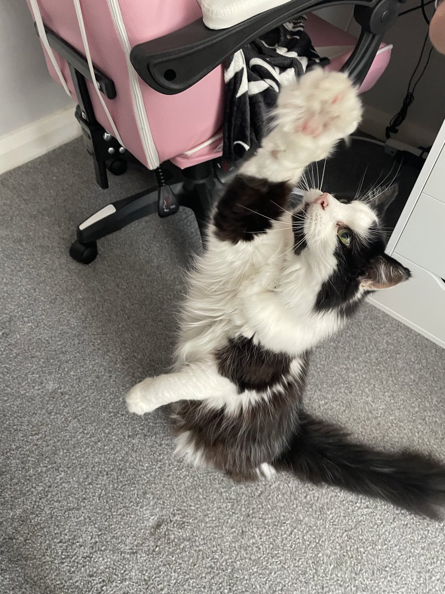 national cat day!!!!! the man himself