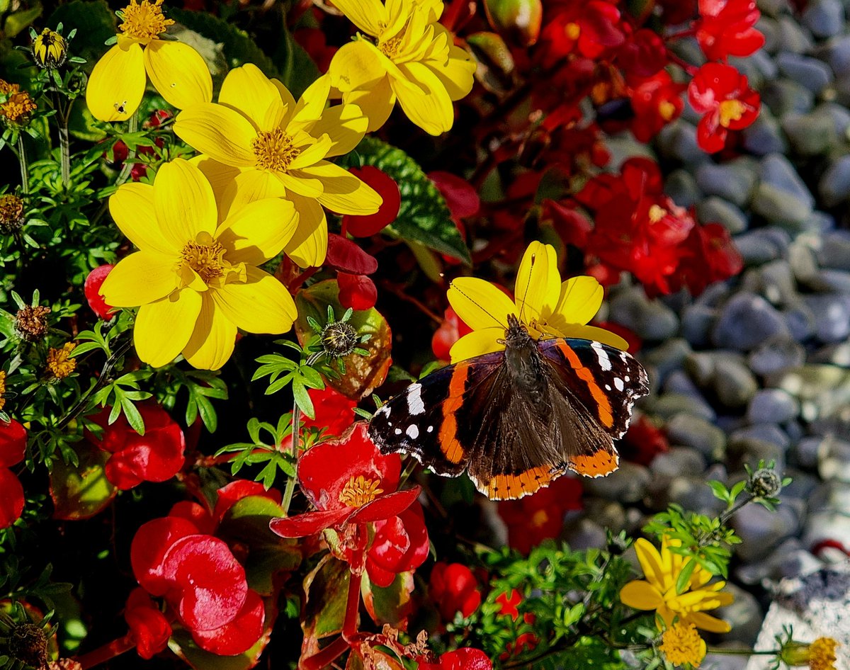 Heute an einem Grab am Friedhof einen wunderschönen Admiral entdeckt
