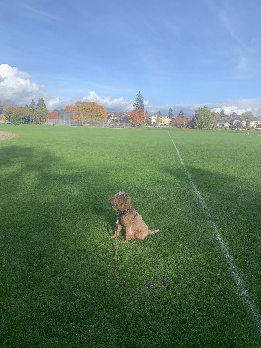 DublinIrishPup's tweet image. #WontLookWednesday pals it’s gorgeous out having a nice walk with Mum, no #noms no look 🫣 BOL 🤗😂 #fallcolours 🍂