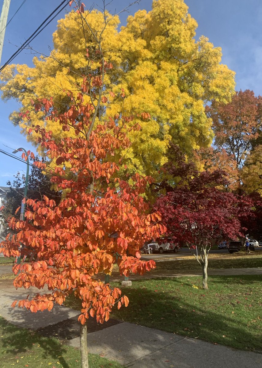 DublinIrishPup's tweet image. #WontLookWednesday pals it’s gorgeous out having a nice walk with Mum, no #noms no look 🫣 BOL 🤗😂 #fallcolours 🍂