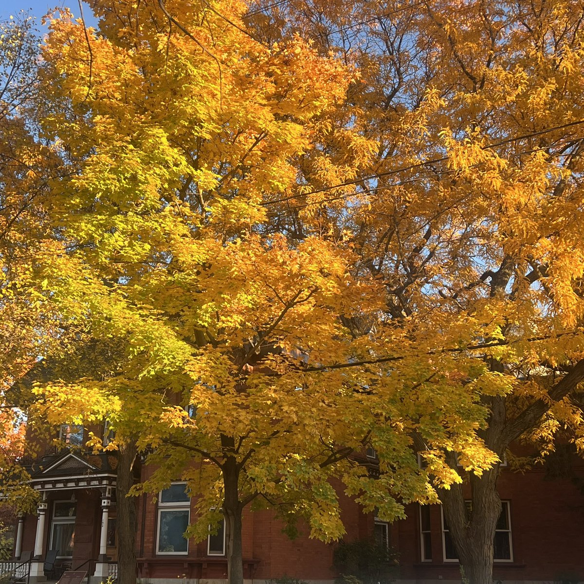Stopped to take a photo of this tree cause it was so beautiful