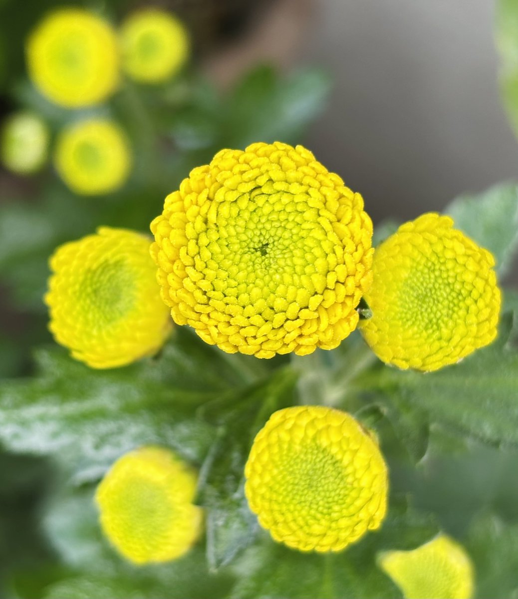 蓮花@プロフも見てくださいページ うえの夏まつり ⁡ 上野公園不忍池「蓮見デッキ」 ⁡ たくさんの