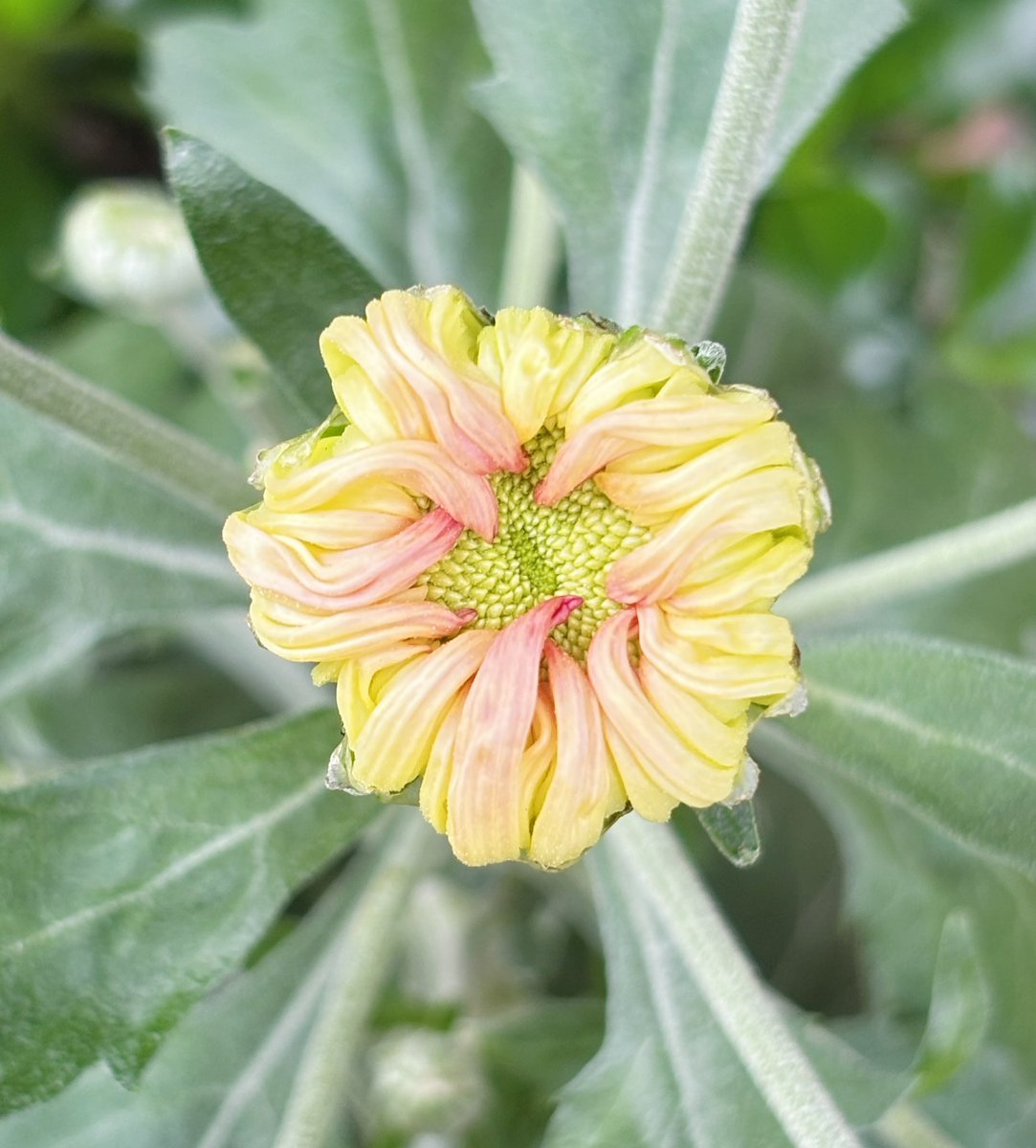 flower-masako-0120様 flower-masako-0120様