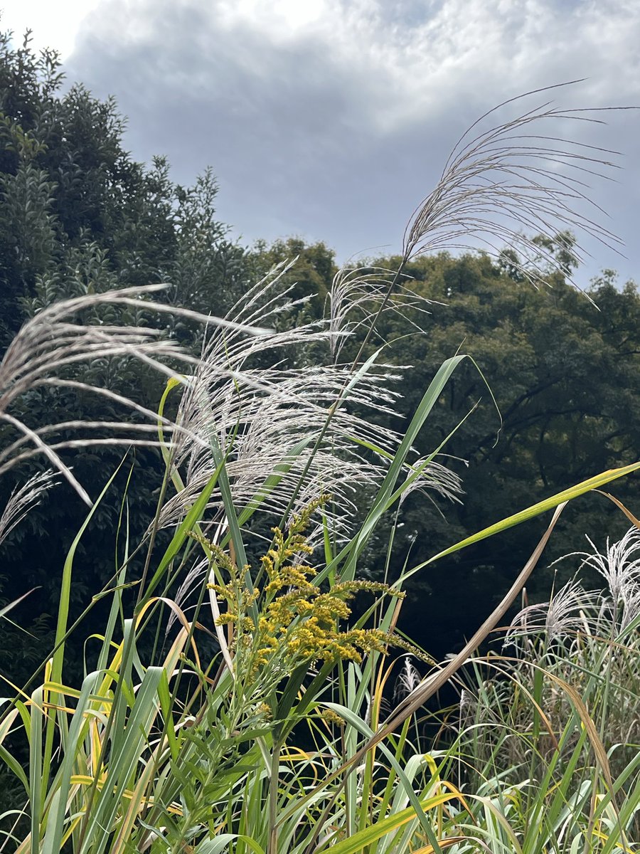 siuma32 ̥୭*✼̥ 　M&M ソマシードリンク ぺろぺろ🕯️🐏/🦦💜/☔️🐉/🌸🌈 on X