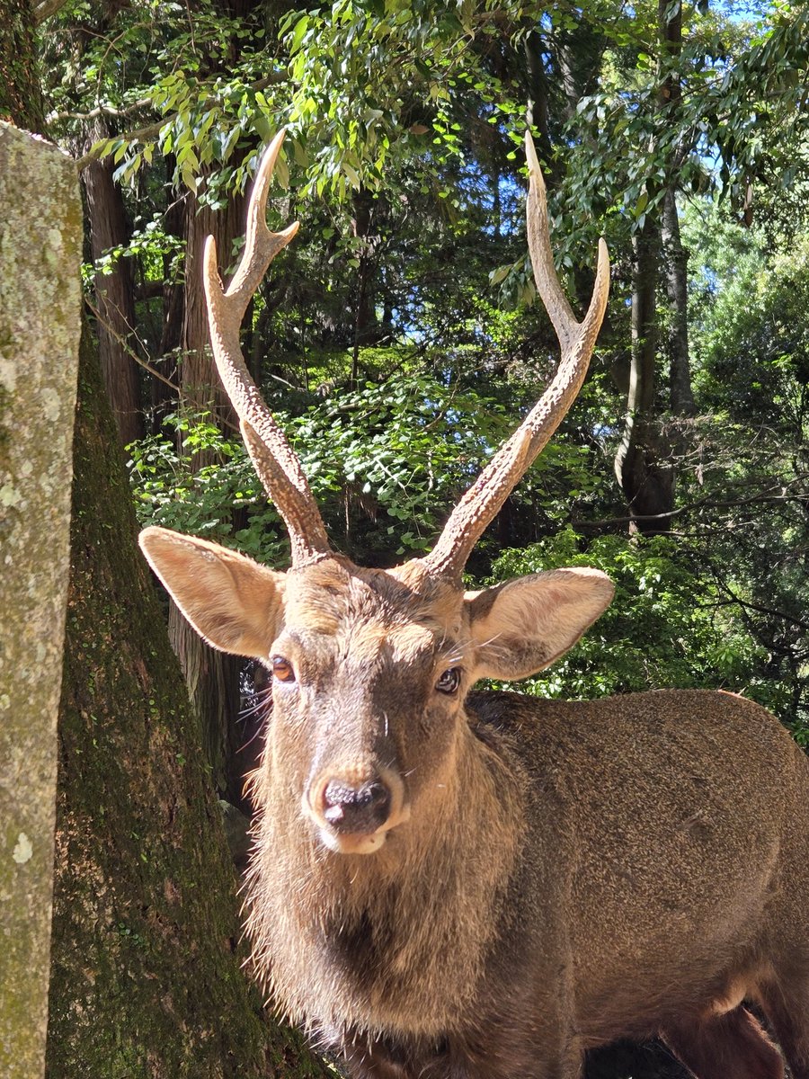 A deer / 鹿 A deer / 鹿 An ode to Japan's magnificent Sika Deer - Wild