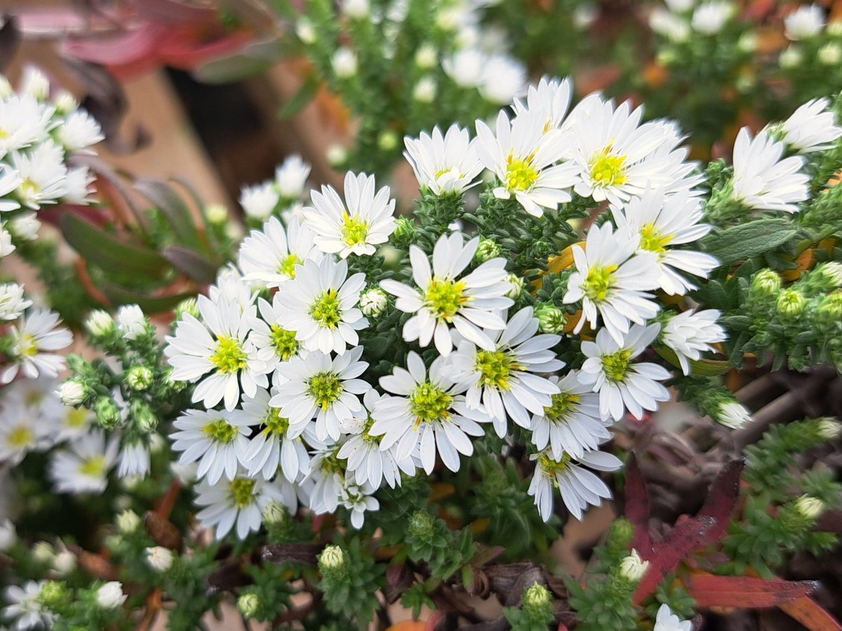 The beautiful late flowering Heath Aster, Symphyotrichum Snow Flurry is looking good. Lot's still available in the nursery.
#peatfreeplants