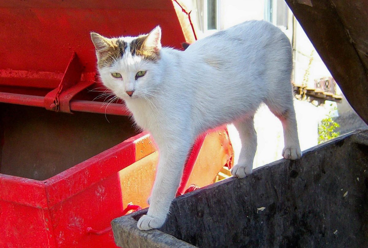 srcasrc43's tweet image. Günaydın