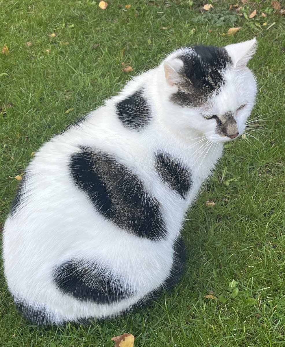 Winnierescuecat's tweet image. It was sunny today so here I am back to work supervising the washing on the line!  It’s a hard life!  #cat #wednesdayfun #washing #AdoptDontShop 😺😺😺🐾🐾🐾🏡🏡🏡🧺🧺🧺😺😺😺