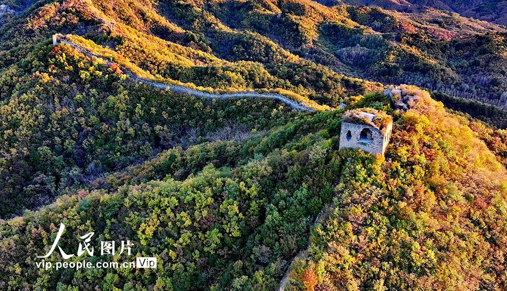 K_C_Yeung's tweet image. 【河北秦皇島：彩葉映長城】深秋時節，河北秦皇島海港區駐操營鎮董家口村周邊的古長城迎來最佳觀賞期。山間層林盡染，紅、橙、黃、綠等色彩交織錯落，與蜿蜒的古長城相映成趣，構成一幅韻味悠長的秋日畫卷。