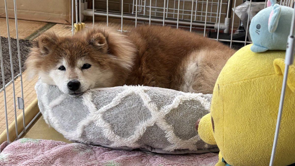 オーダー受付 柴犬 ご予約ページ レアパネル 8/19 オーダー受付 柴犬