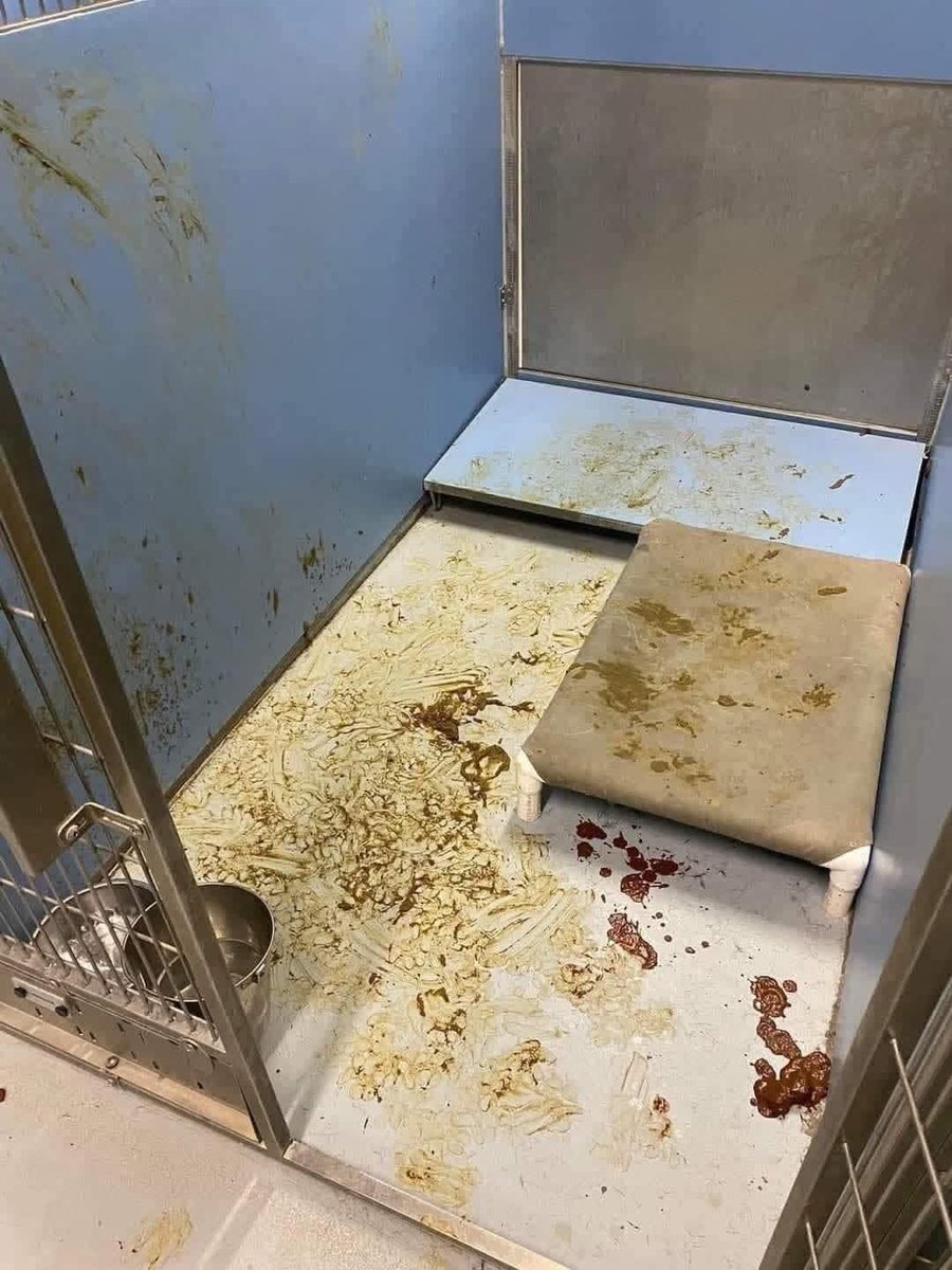 This is what it looks like when you surrender your dog to a shelter. This is from a dog who was dropped off to the shelter after being in a quiet home, with a bed, with a family. This is diarrhea from having an upset stomach. Have you ever been so anxious to the point where you