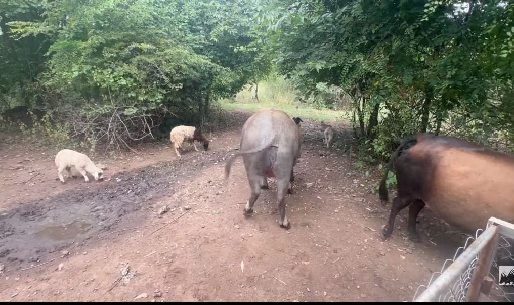 Dalis exascendado tweet media