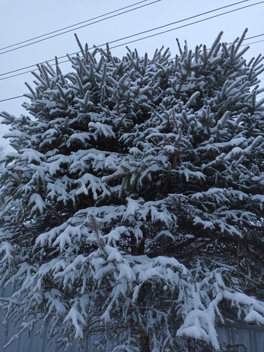 YLRabbit's tweet image. #fpga are great, but it&apos;s snowed and I need to clear all the paths and the driveway.🙂 

(I&apos;m not going to clear my local fir tree, it looks so beautiful in the snow.)