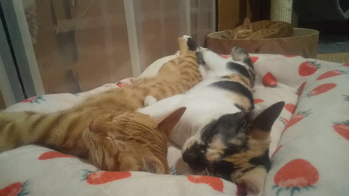 ﾋﾙｺ 蛭義 on X