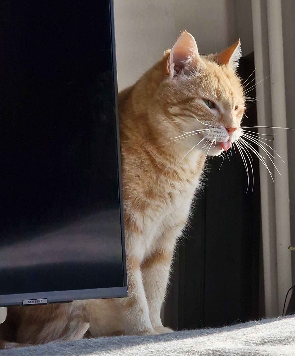 Patrick Bear tweet media