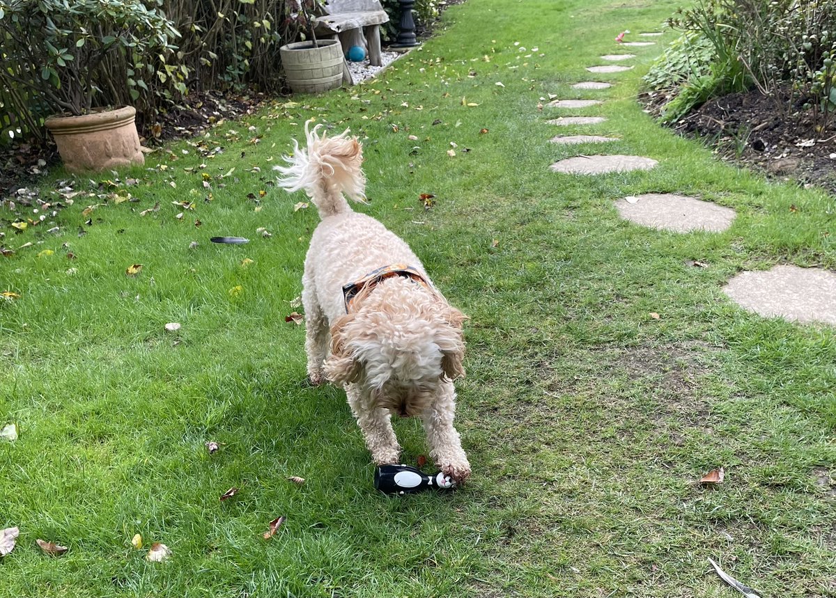 kevinthewhippet's tweet image. Yesterday wos sunny an I played in the garden wiv me squeakies. Today it wos soggy an we cudn’t go in the garden. Wot a differwence a day makes, pfft. 
Nite nite evfuryone, see u tomorrow xxx