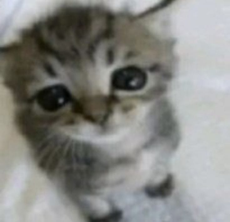 M@XI !! 🪲 tweet media