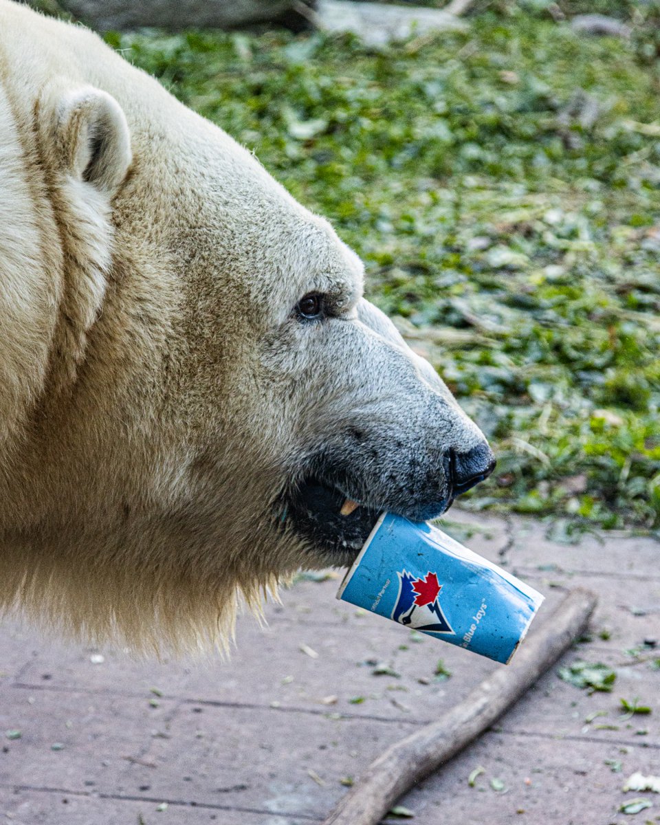TheTorontoZoo's tweet photo. The @bluejays take on the LA Dodgers tonight for Game 5 — time to stay cool under pressure! 💙⚾
Let’s bring that icy confidence to the diamond tonight! ❄️🐾
Use code BlueJays2025 for 10% off Zoo admission at https://t.co/TcXmA6Cu4Y (til Nov 7). #LightUpLetsGo #WANTITALL https://t.co/4xHji7BydS