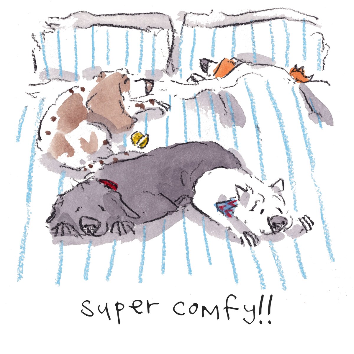 Good night, lovely people and lovely dogs.
Do any of your dogs love to be under the covers? 
Sleep well and sweet dreams.
I hope that you have a wonderful day tomorrow. 
#hoorayfordogs #beagle #westie #springer #labrador #redsquirrel