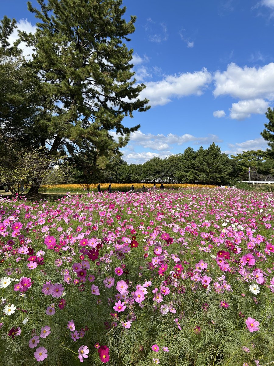 みゃ〜ぽん on X