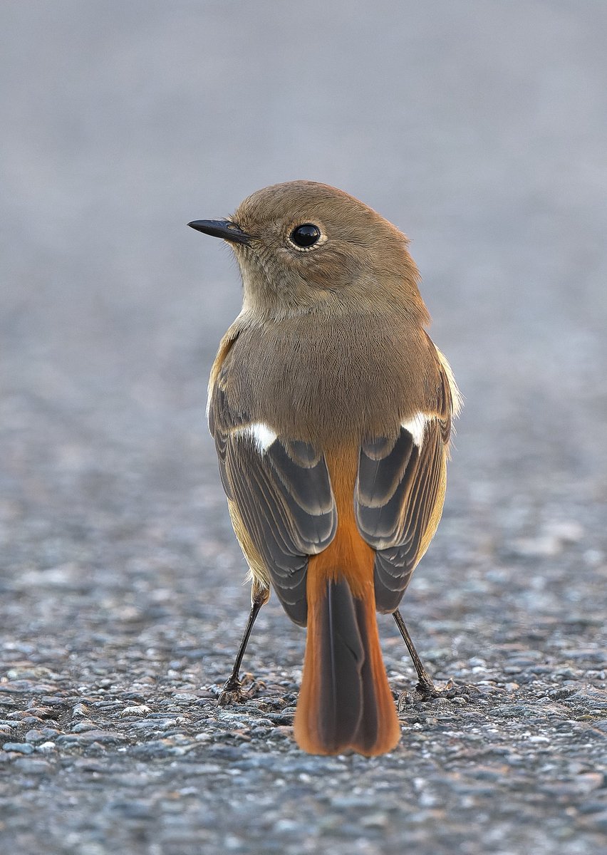 二羽の小鳥 0000000035102_xEQxviS.jpg