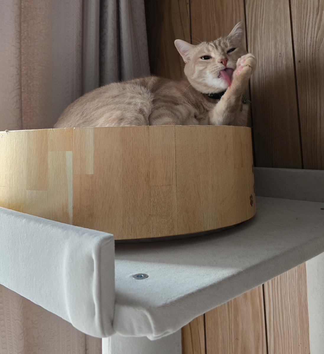 むぎページ 麦パパ (@mugimugi_222) / Posts / X