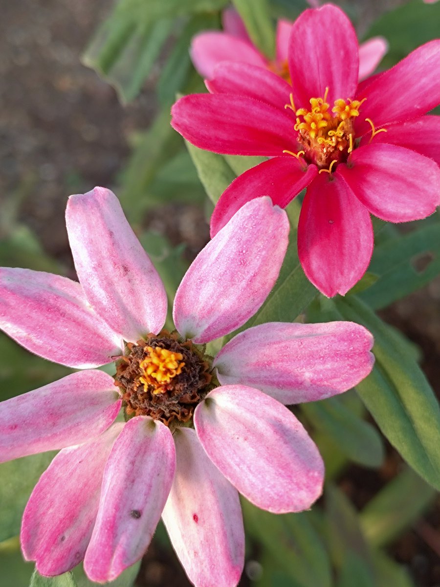 ❤️ みみ❤️さん専用 钵土付き出荷ゆうパック出荷 ❤️ みみ❤️さん専用 钵土付き出荷ゆうパック出荷