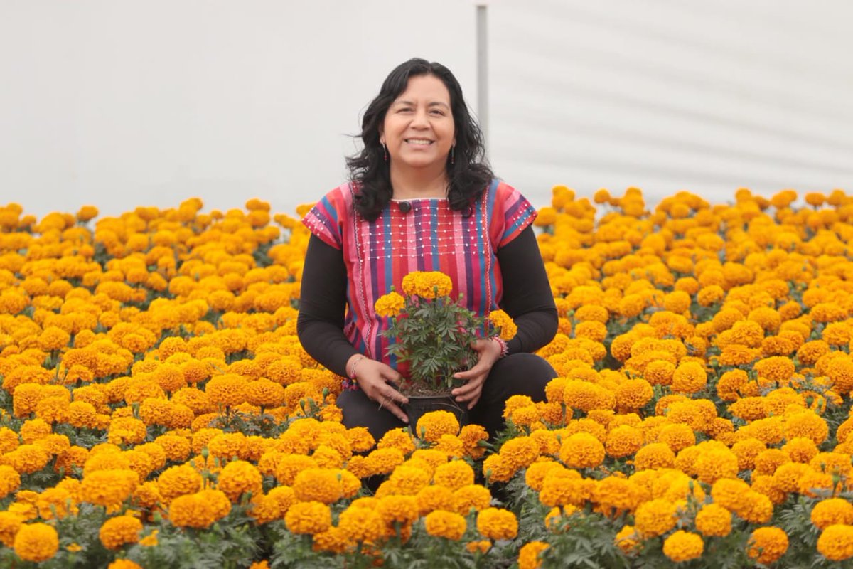 RedAMLOmx's tweet photo. 🏵️ #ULTIMAHORA ¡PUEBLA: LÍDER NACIONAL INDISCUTIBLE EN FLOR DE DÍA DE MUERTOS! 🏵️
¡IMPACTANTE! Puebla domina la producción de Cempasúchil y Terciopelo, concentrando un histórico 72% nacional.
#Puebla reafirma su liderazgo nacional en la producción de #FlorDeCempasúchil y #terciopelo, aportando el 72% de la producción total de cempasúchil del país.
Cifras Clave:
Cempasúchil: Más de 15 mil toneladas de flor de corte, con un valor superior a $99 millones de pesos.
Macetas 2025: Se sembraron más de un millón de macetas para venta y comercialización.
Terciopelo: Producción superior a 220 mil manojos.
El Gobierno de Puebla @Gob_Puebla, encabezado por Alejandro Armenta @armentapuebla_, mantiene un compromiso firme con los floricultores.
Los productores han sido beneficiados con programas clave que impulsan el consumo local y brindan seguridad económica,
El estado promueve acciones para fortalecer la productividad, comercialización y desarrollo sostenible del campo poblano.
#RedAMLO #DiaDeMuertos #Noticias #Mexico #UltimoMinuto
@ElFranky_ @ZuritaCarpio @CarlosVZenteno @catrin_norteno @catrina_nortena @catrina_surena @morena_ny1 @alexiaislasalv @DrIlIlIlIilIll1 @DarkDragn4 @REPORTINQUIETO @chiquenito_2 @JoseTomeCabrera @GobiernoMX @SEGOB_mx