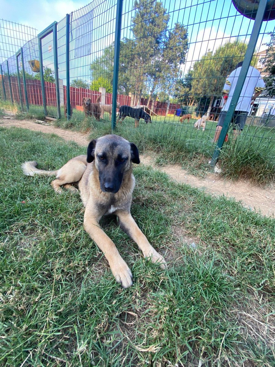 9-10 Kasım tarihleri arasında İstanbul’dan Antalya’ya gelecek birileri var mı? Veya uygun fiyatlı pet nakil? Pera’nın bana gelmezi gerekiyor. ACİL