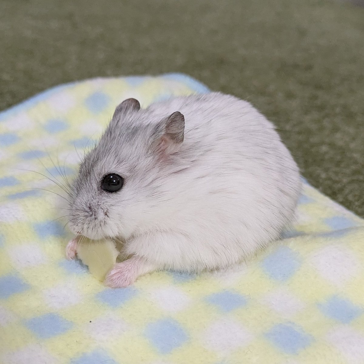 はむねこさま確認ページ♡ ねこ♡様確認ページ はむねこさま確認ページ♡ はむ猫