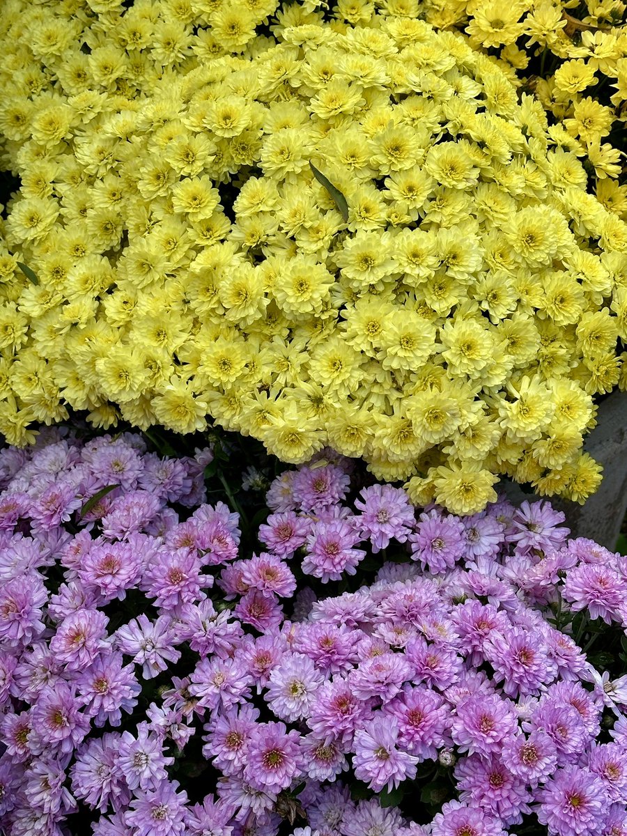 Cloudsailor / 星羅の一日一花 (@sjyszm) / Posts / X