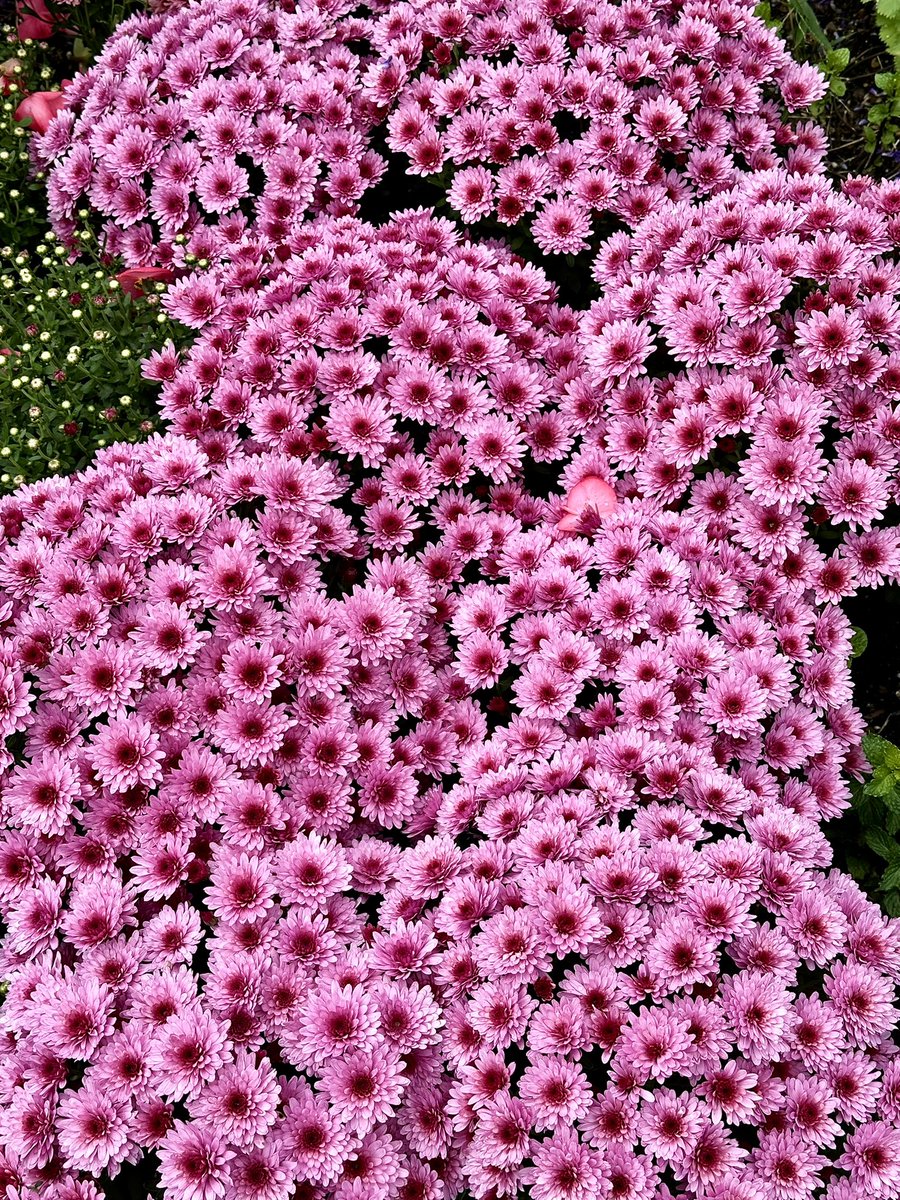 Cloudsailor / 星羅の一日一花 (@sjyszm) / Posts / X