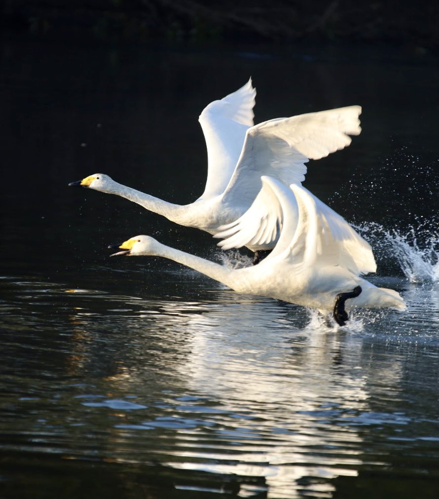 さぁ〜飛びたちますよ〜∧( 'Θ' )∧ 朝の藤崎町白鳥飛来地で撮影 #藤崎