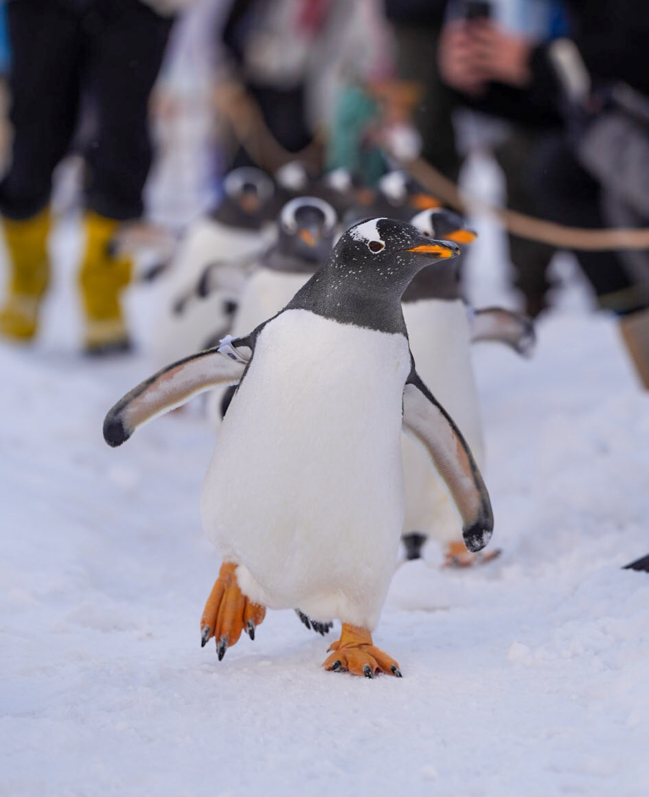 Haruページ センプリーチェ トリプルクッション | Tomboy